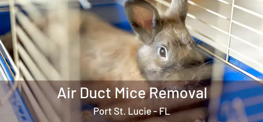 Air Duct Mice Removal Port St. Lucie - FL